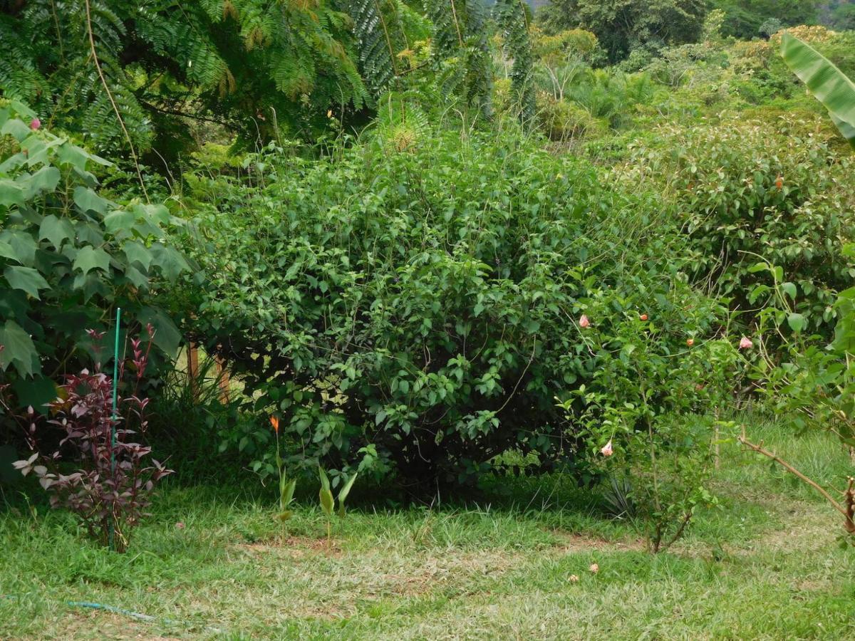 Hostal Casa Las Lajas ลาสลาคัส ภายนอก รูปภาพ